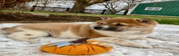 Shiba Inu dogs for sale: Sasha - Ad 2