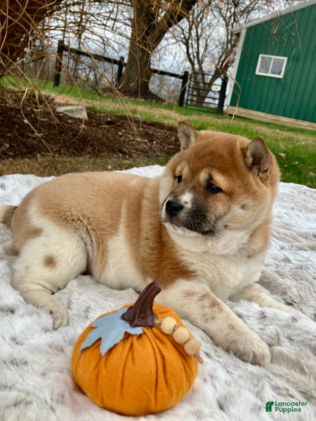 Shiba Inu dogs for sale: Sasha - Ad 2