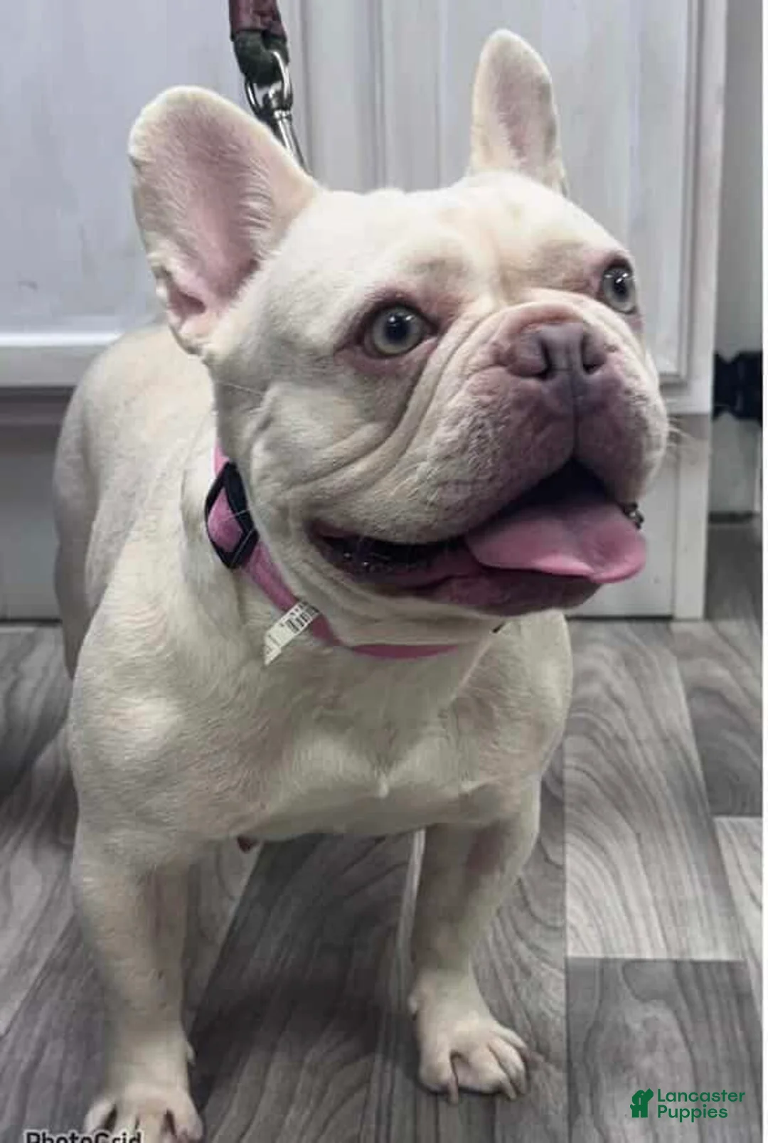 French Bulldog dogs for sale: French Bulldog Puppy 1 - Ad 6