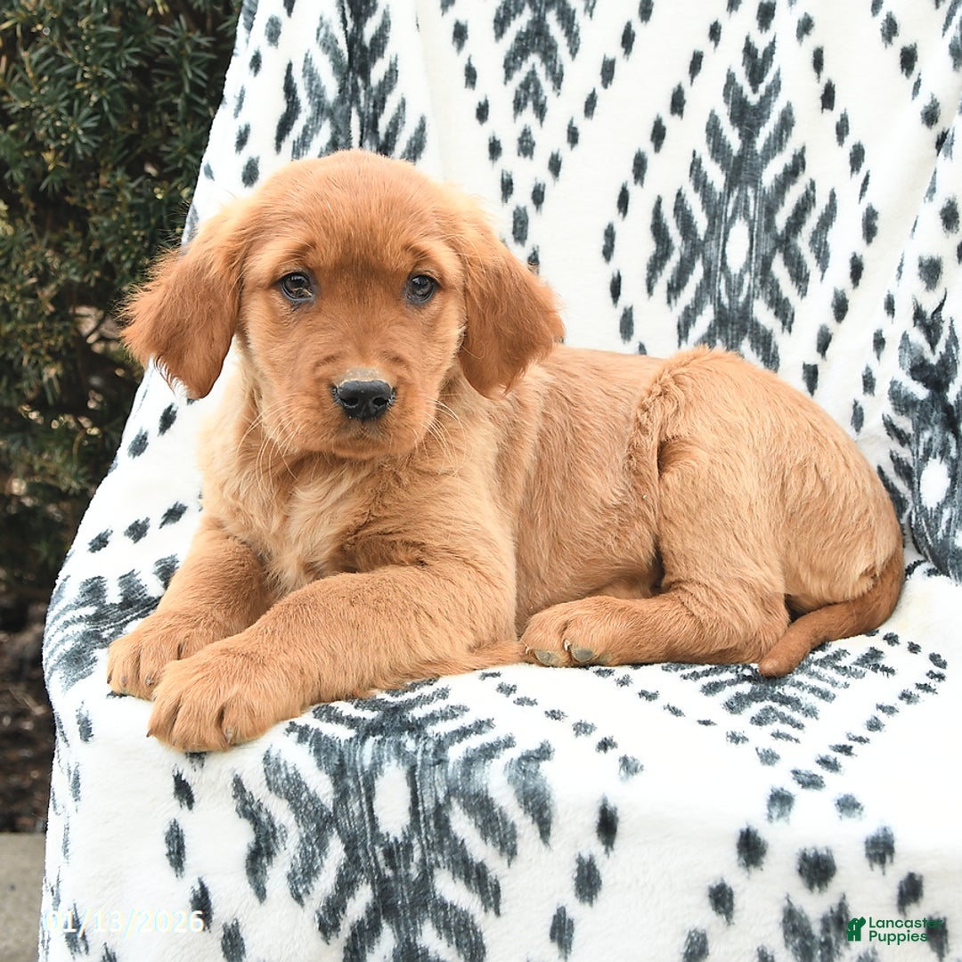 Golden Retriever dogs for sale: Queenie - Ad 4