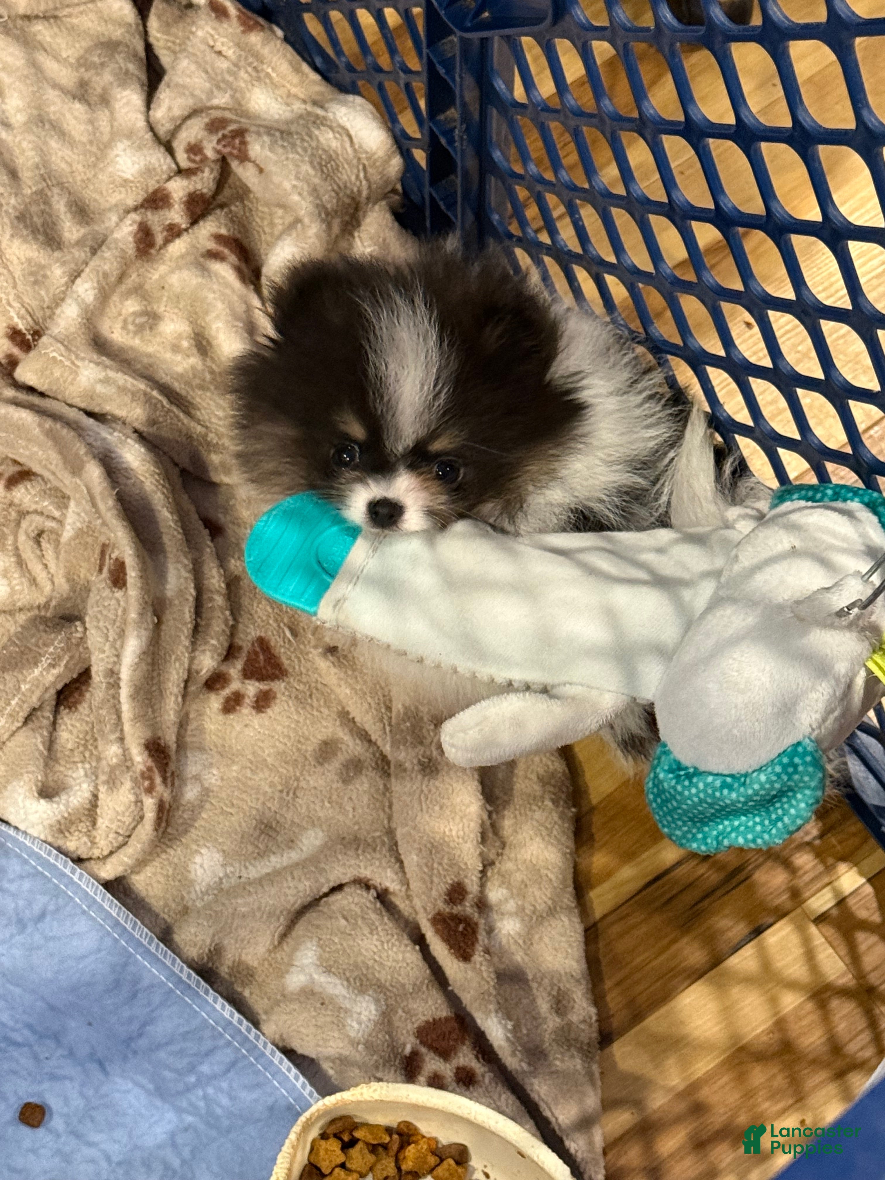 Pomeranian