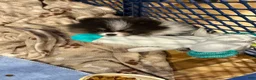 Pomeranian dogs for sale: Aca pebbles - Ad 1
