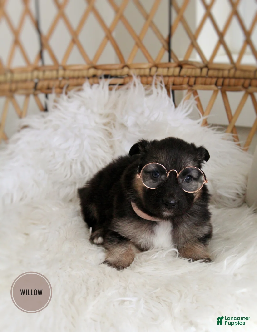 Mixed Breed dogs for sale: Rooster  - Ad 7