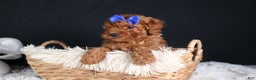 Miniature Poodle dogs for sale: BAILEY - Ad 19