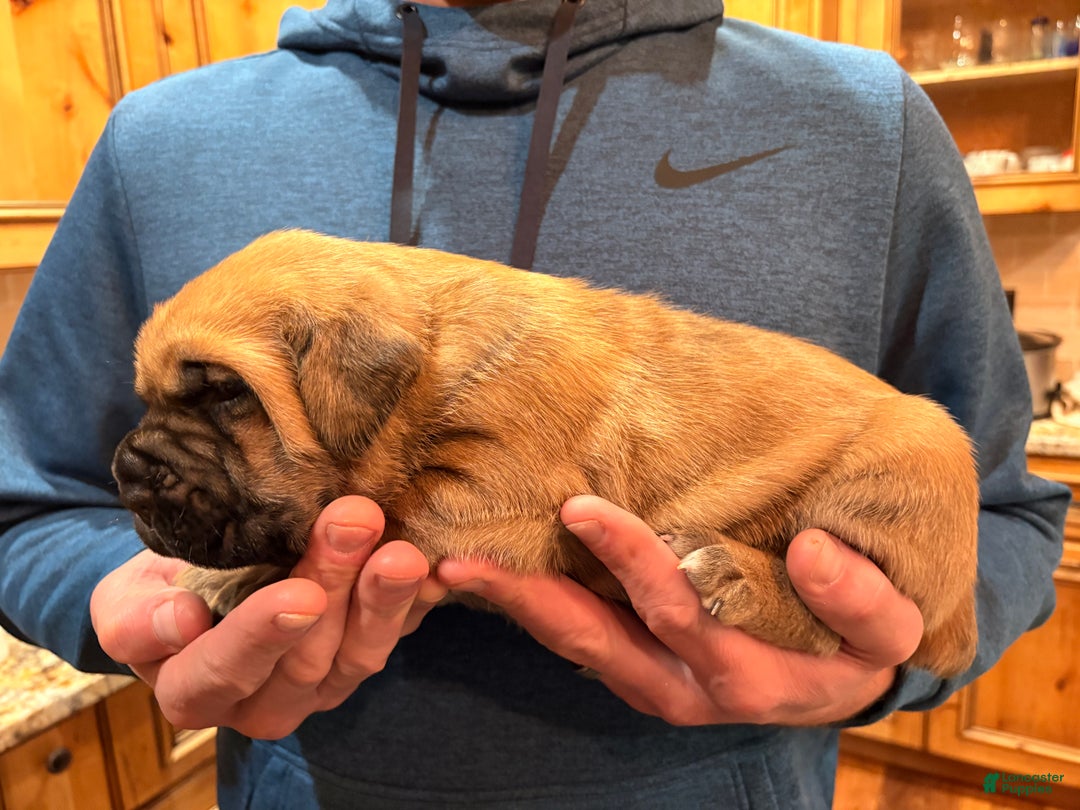 Cane Corso dogs for sale: Pink girl - Ad 4