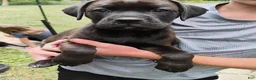Boxador dogs for sale: Peanut - Ad 5