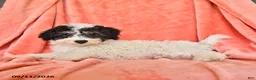 Bichpoo dogs for sale: Stuart - Ad 4