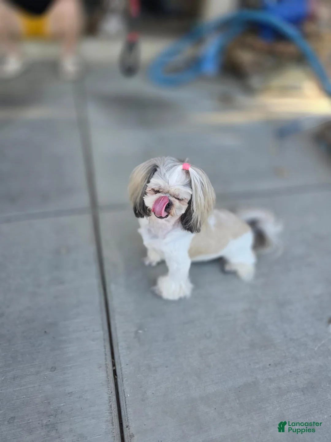 Shih Tzu dogs for sale: Shih Tzu 1 - Ad 3