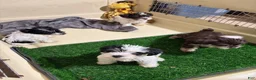 Miniature Schnauzer dogs for sale: Miniature Schnauzer 2 - Ad 2