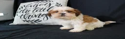 Shih Tzu dogs for sale: Buddy - Ad 19