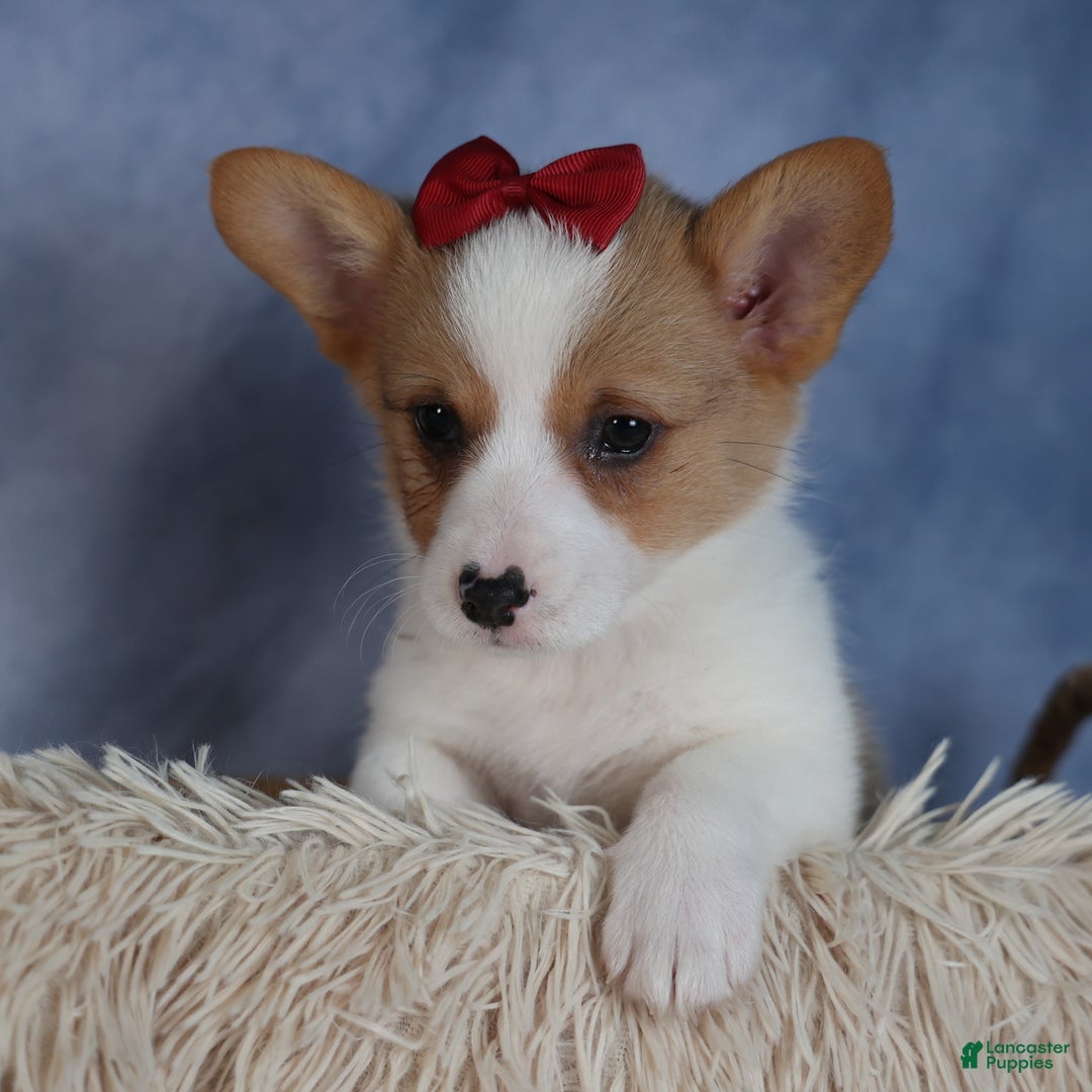 Welsh Corgi Pembroke dogs for sale: Dolly - Ad 1