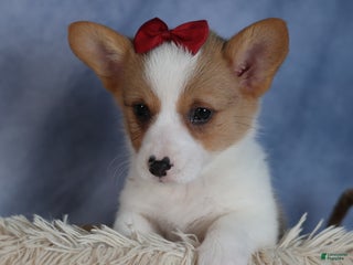 Welsh Corgi Pembroke dogs Dolly - Ad 36