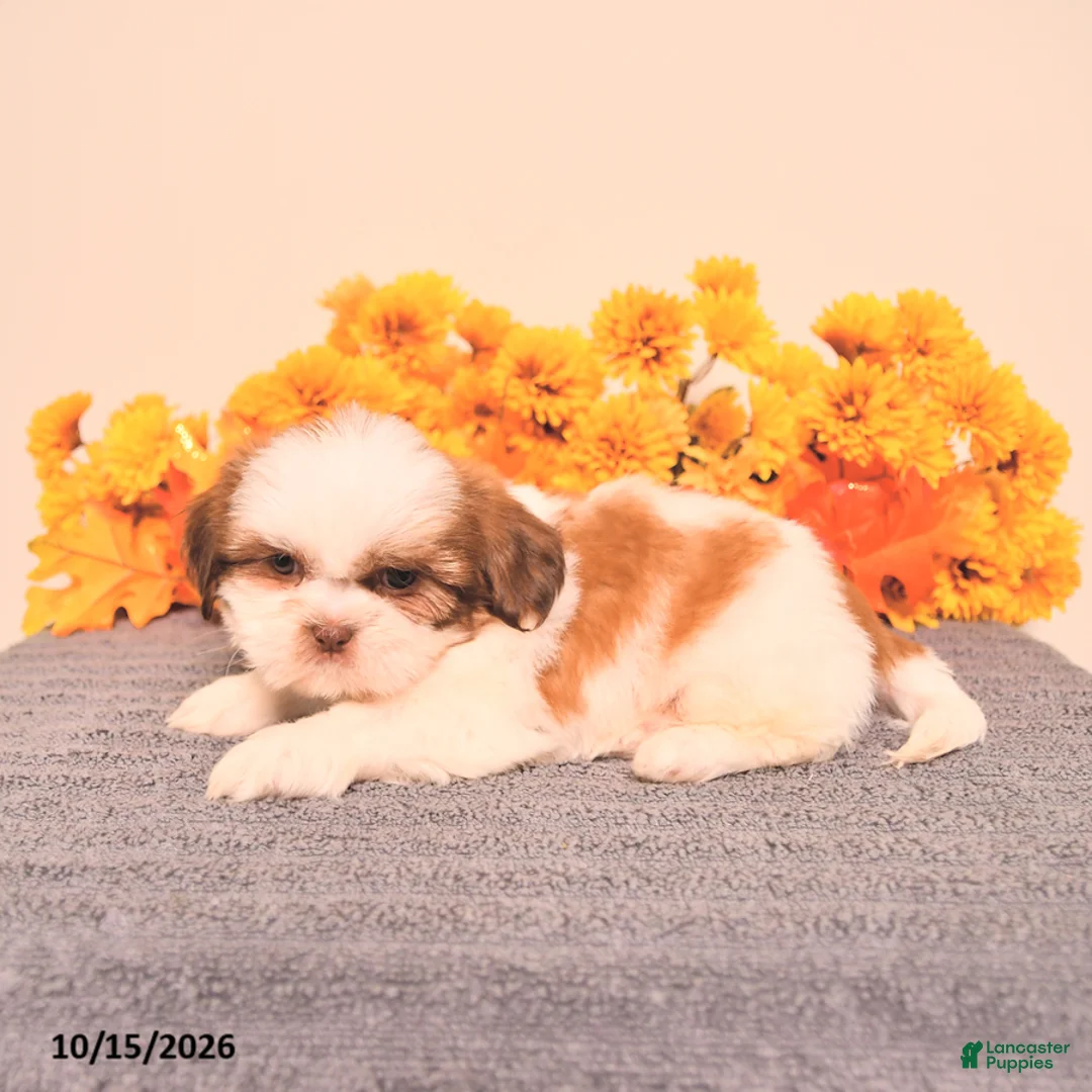 Shih Tzu dogs for sale: Laurence - Ad 5