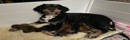 Mixed Breed dogs for sale: Mixed Breed Puppy 4 - Ad 2
