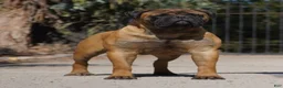 Bullmastiff dogs for sale: Atticus (49) - Ad 5