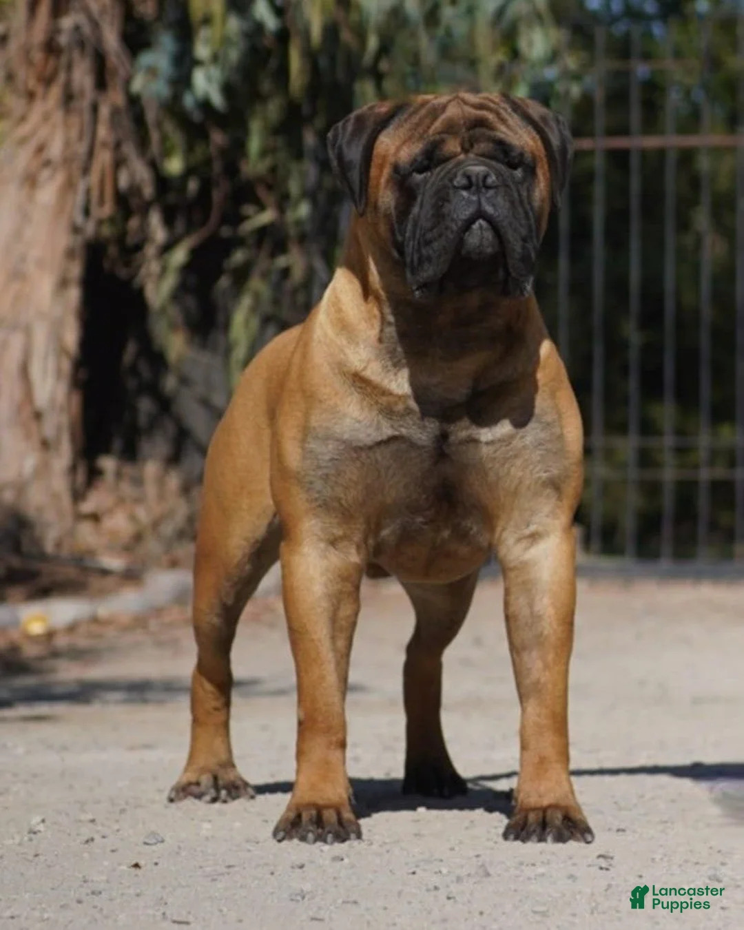 Bullmastiff dogs for sale: Atticus (49) - Ad 5