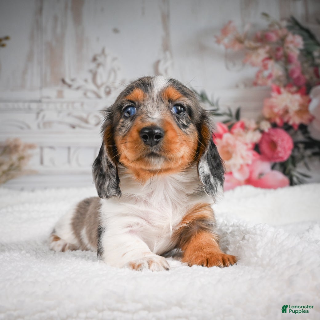 Miniature Dachshund dogs for sale: AKC-Betsy - Ad 8