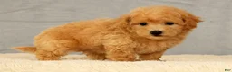 Bichpoo dogs for sale: Jenna - Ad 3