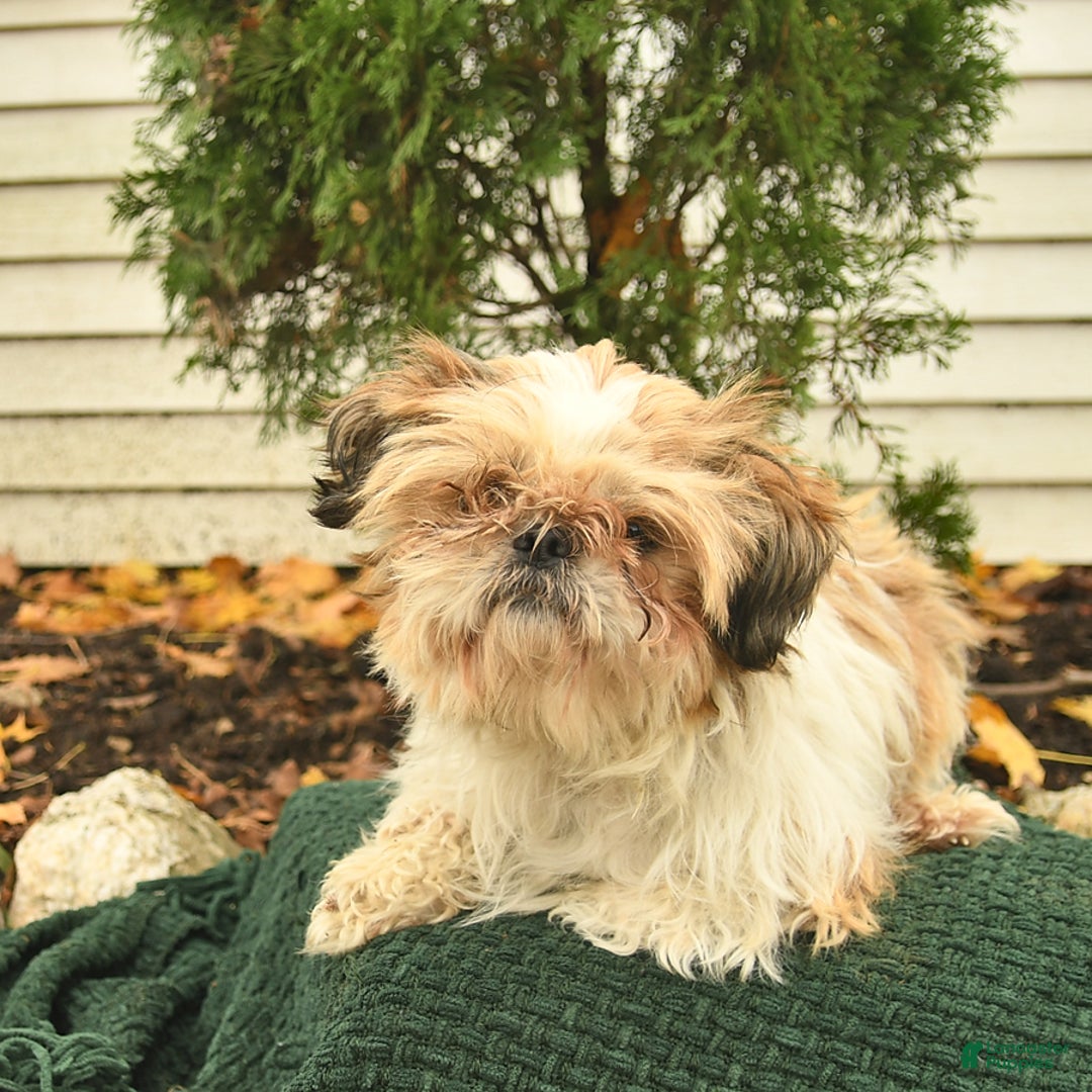 Mixed Breed dogs for sale: Ceder  - Ad 6