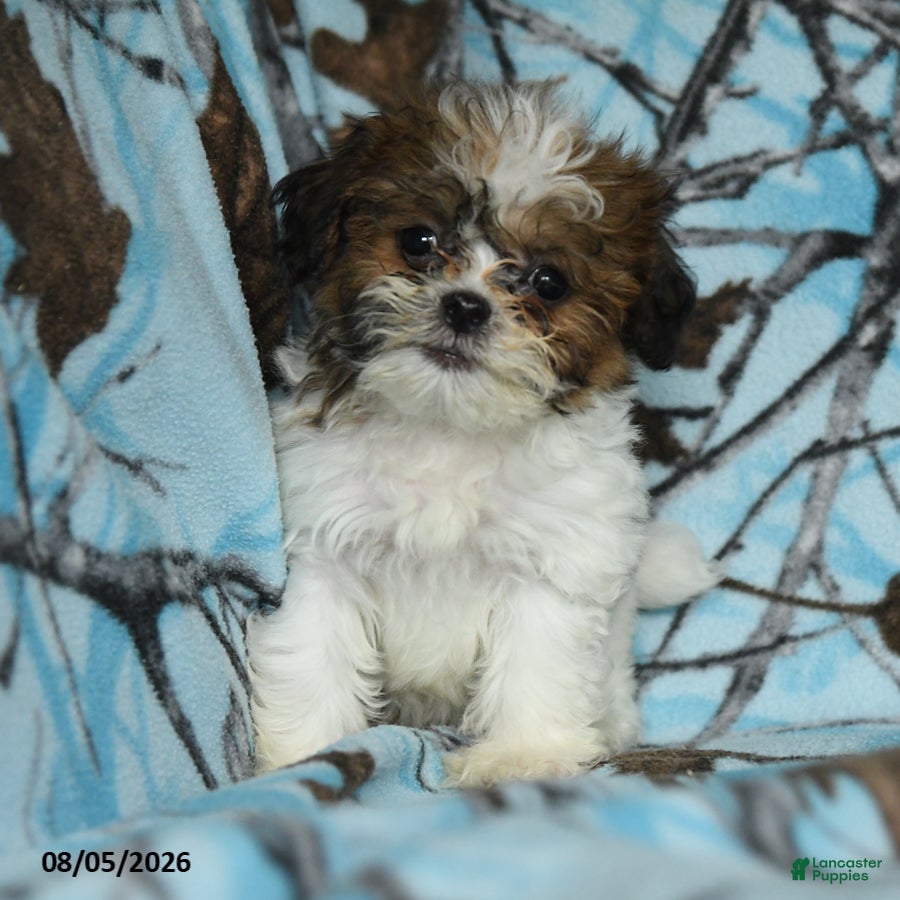 Mixed Breed dogs Ulysses - Ad 1