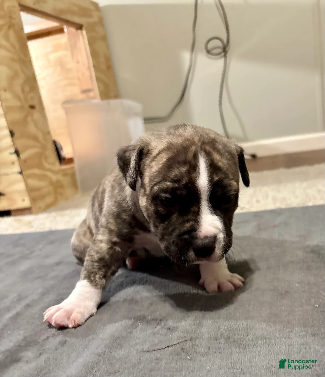 American Bully dogs for sale: Duke - Ad 2