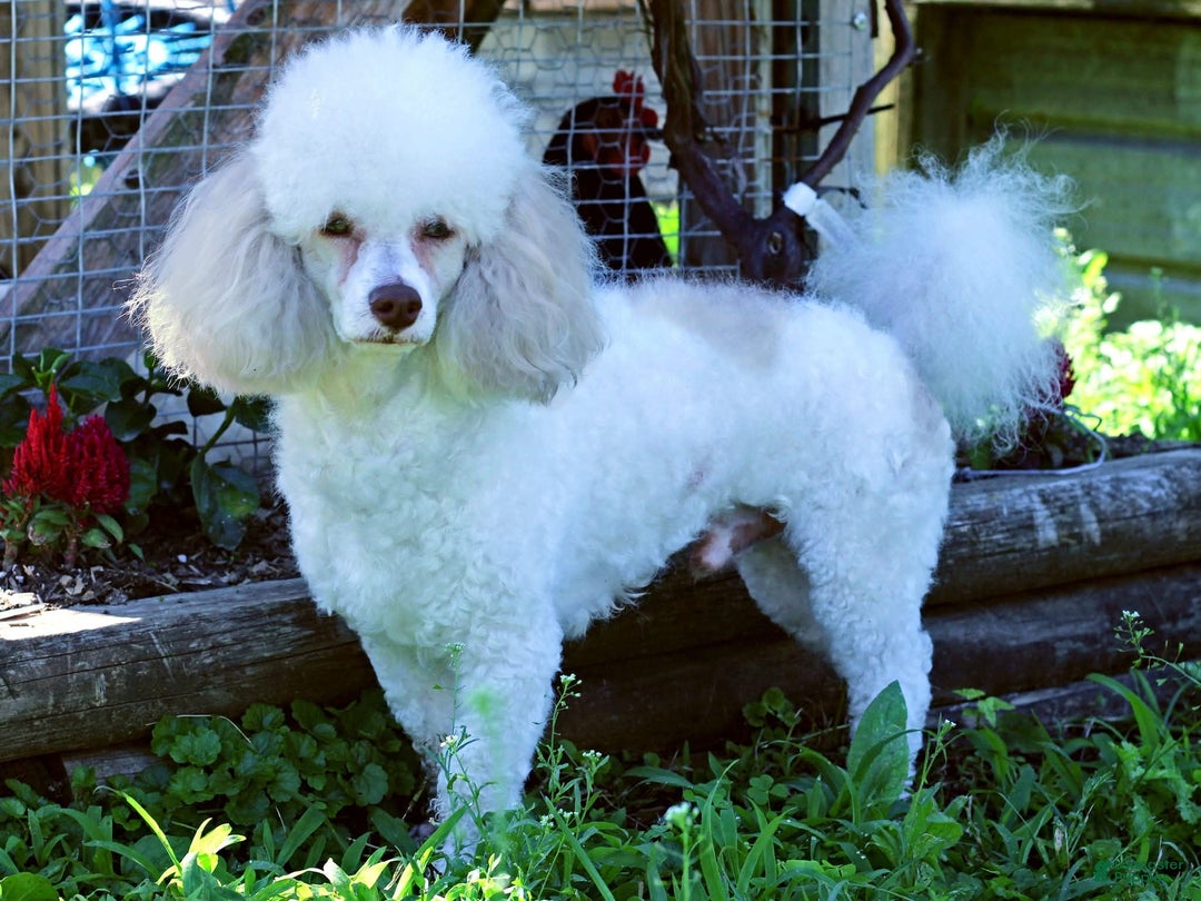 Mixed Breed dogs for sale: Yule - Ad 7