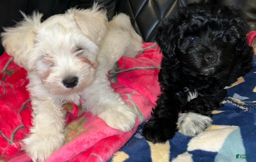 Miniature Schnauzer dogs for sale: Stevie (red collar) - Ad 2