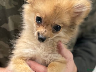 Pomeranian dogs Penelope - Ad 7