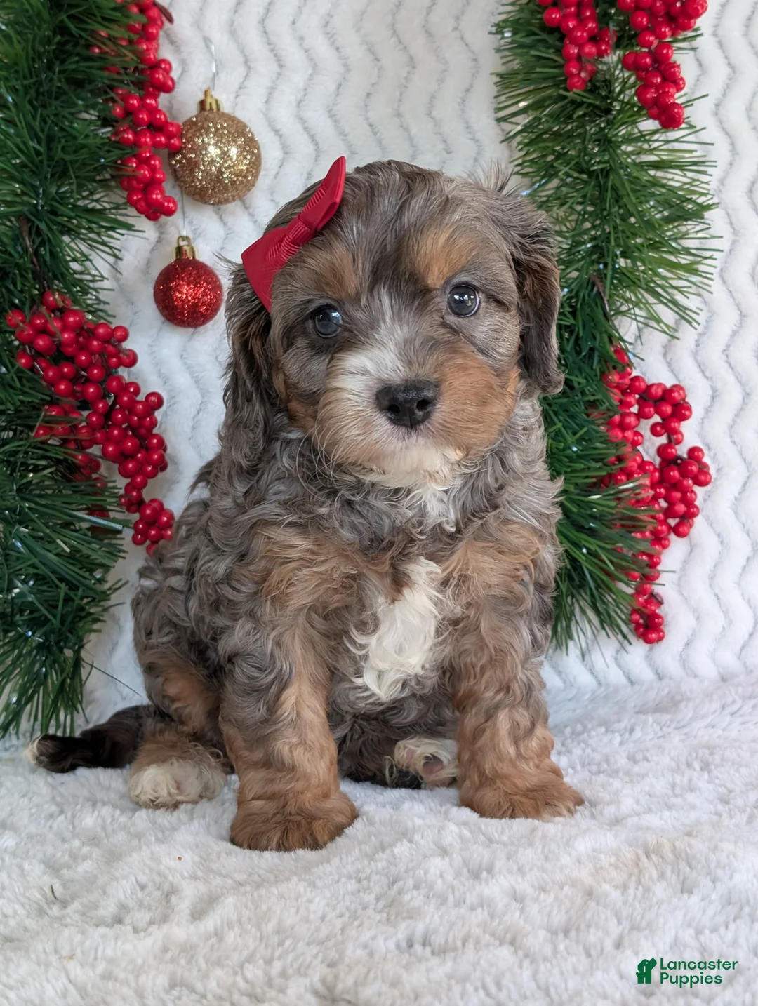 Cavapoo dogs for sale: Asher - Ad 8