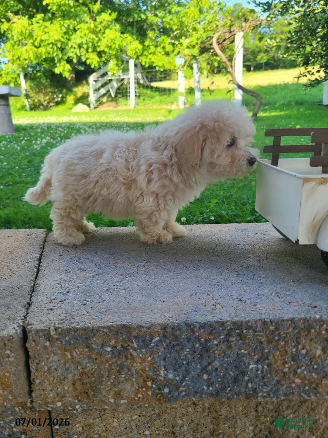 Bichpoo dogs for sale: Laney - Ad 2