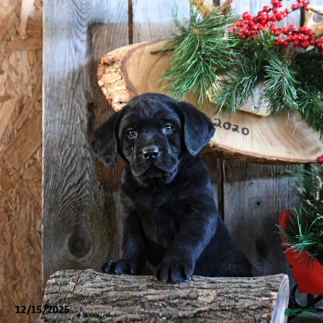 Labrador Retriever dogs for sale: Royal - Ad 3