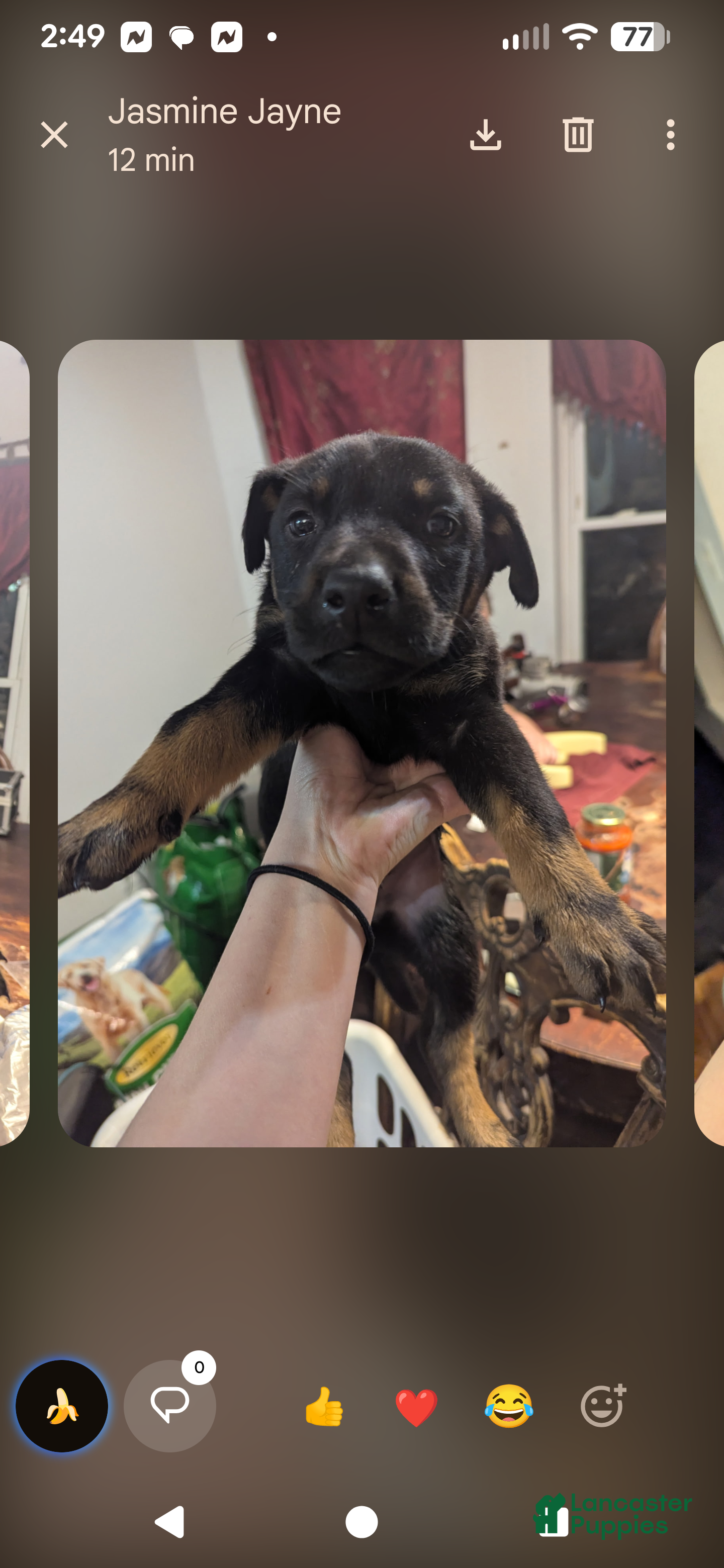 Mixed Breed dogs Mixed Breed Puppy 2 - Ad 25