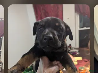 Mixed Breed dogs Mixed Breed Puppy 2 - Ad 25