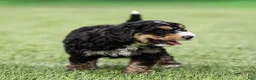 Bernedoodle dogs for sale: Hayes Bernedoodle Puppy  - Ad 7