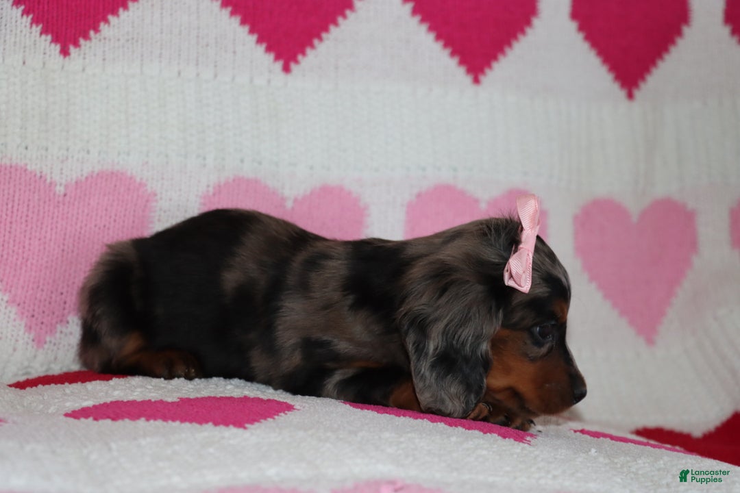 Miniature Dachshund dogs for sale: Miley - Ad 2