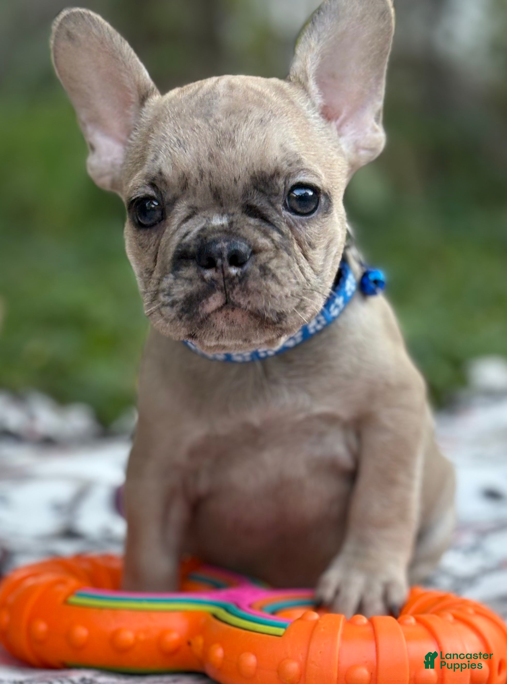 French Bulldog dogs for sale: GIORGI - Ad 3