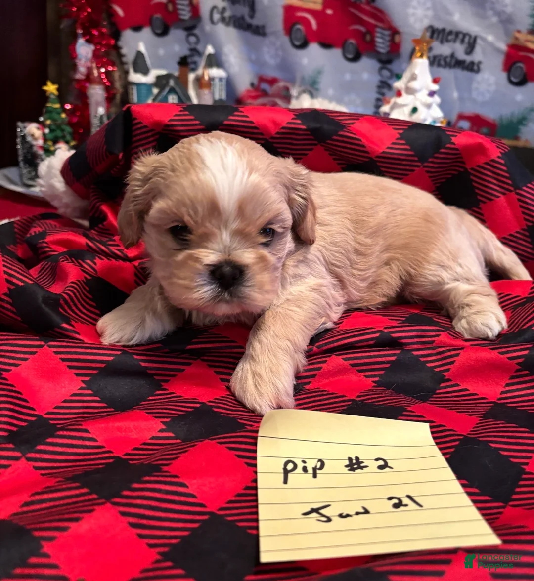 Shih Tzu dogs for sale: Cream puff - Ad 3