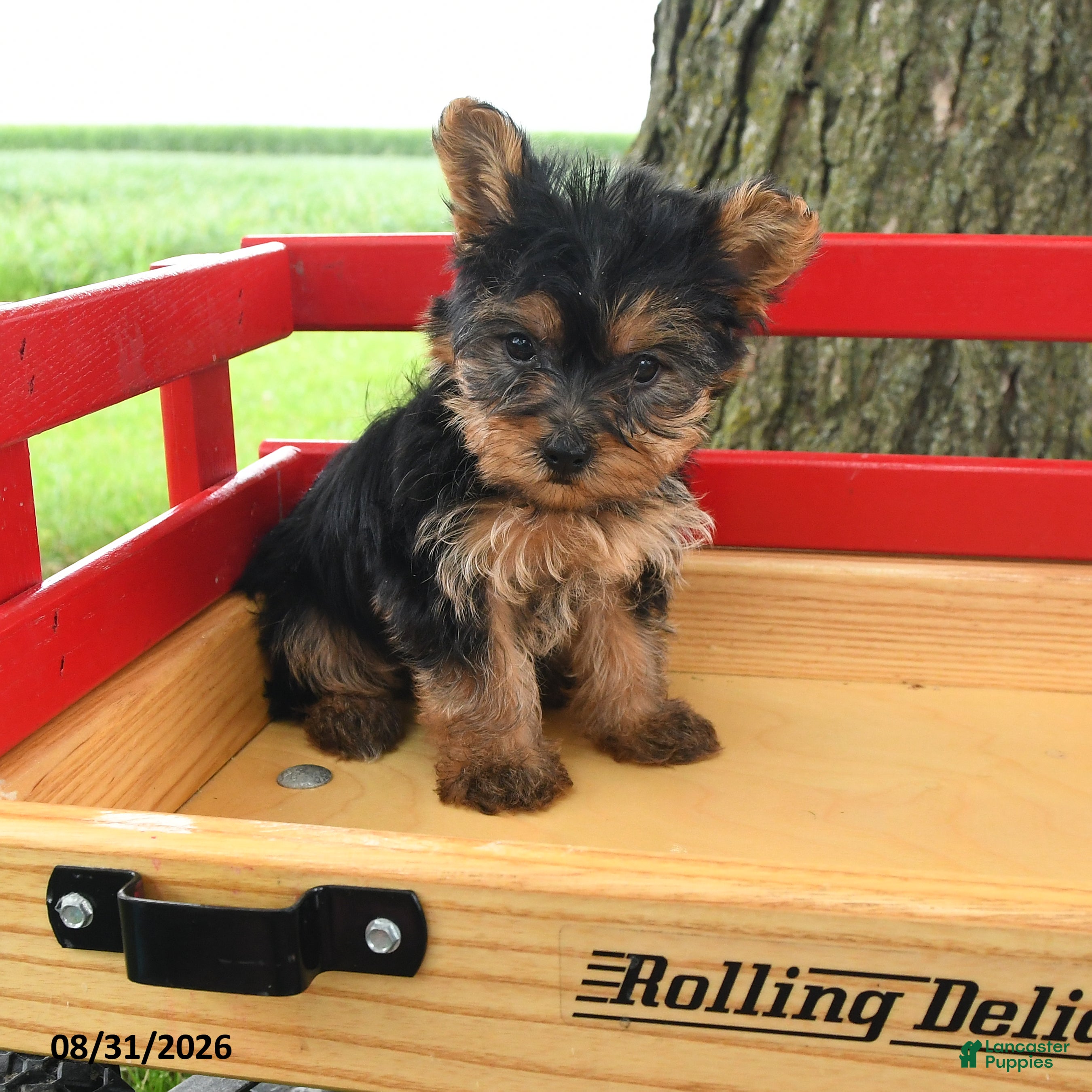 Yorkshire Terrier dogs Trixie - Ad 2