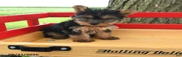 Yorkshire Terrier dogs for sale: Trixie - Ad 2
