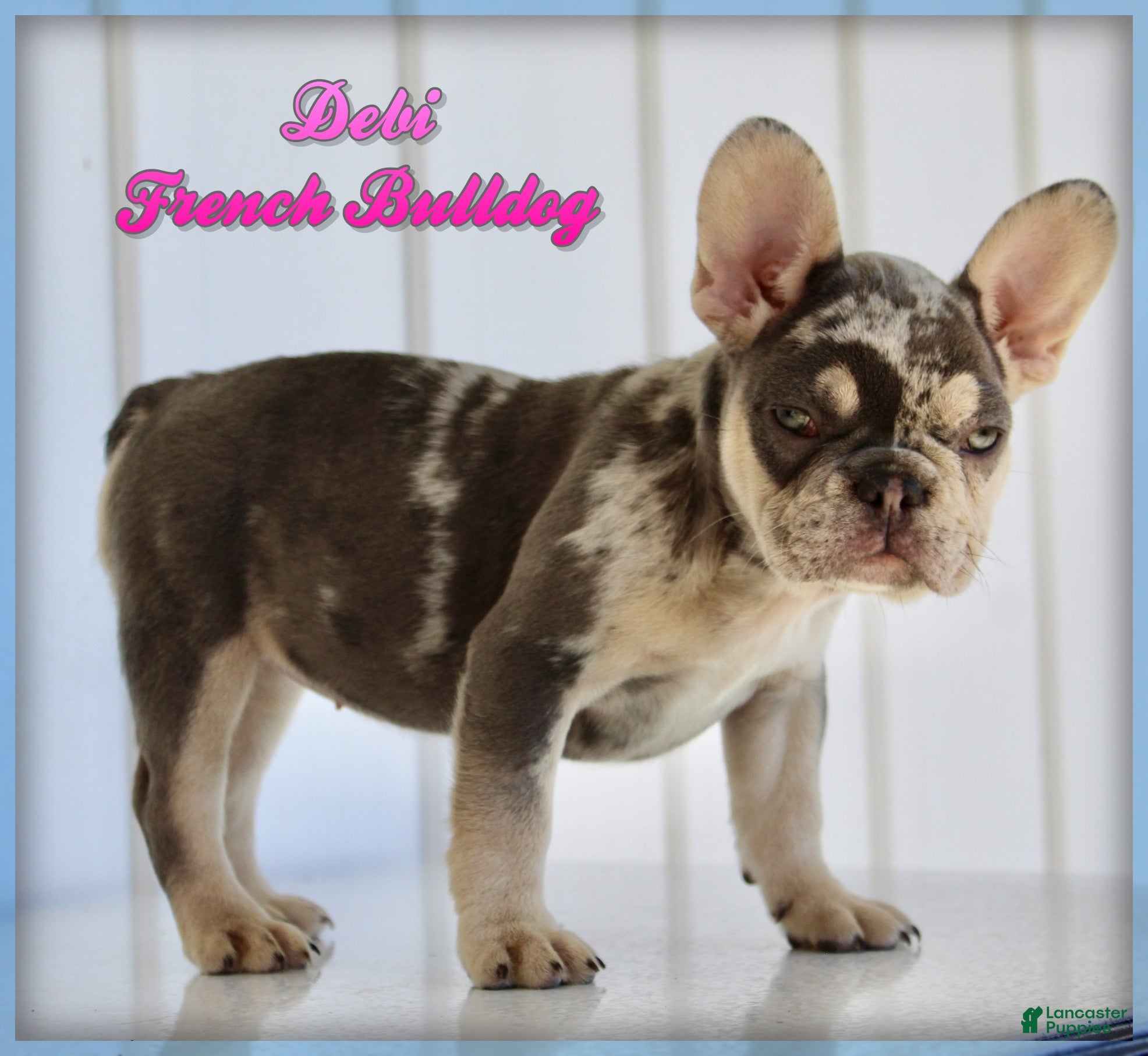 French Bulldog dogs for sale: Debi - Ad 1