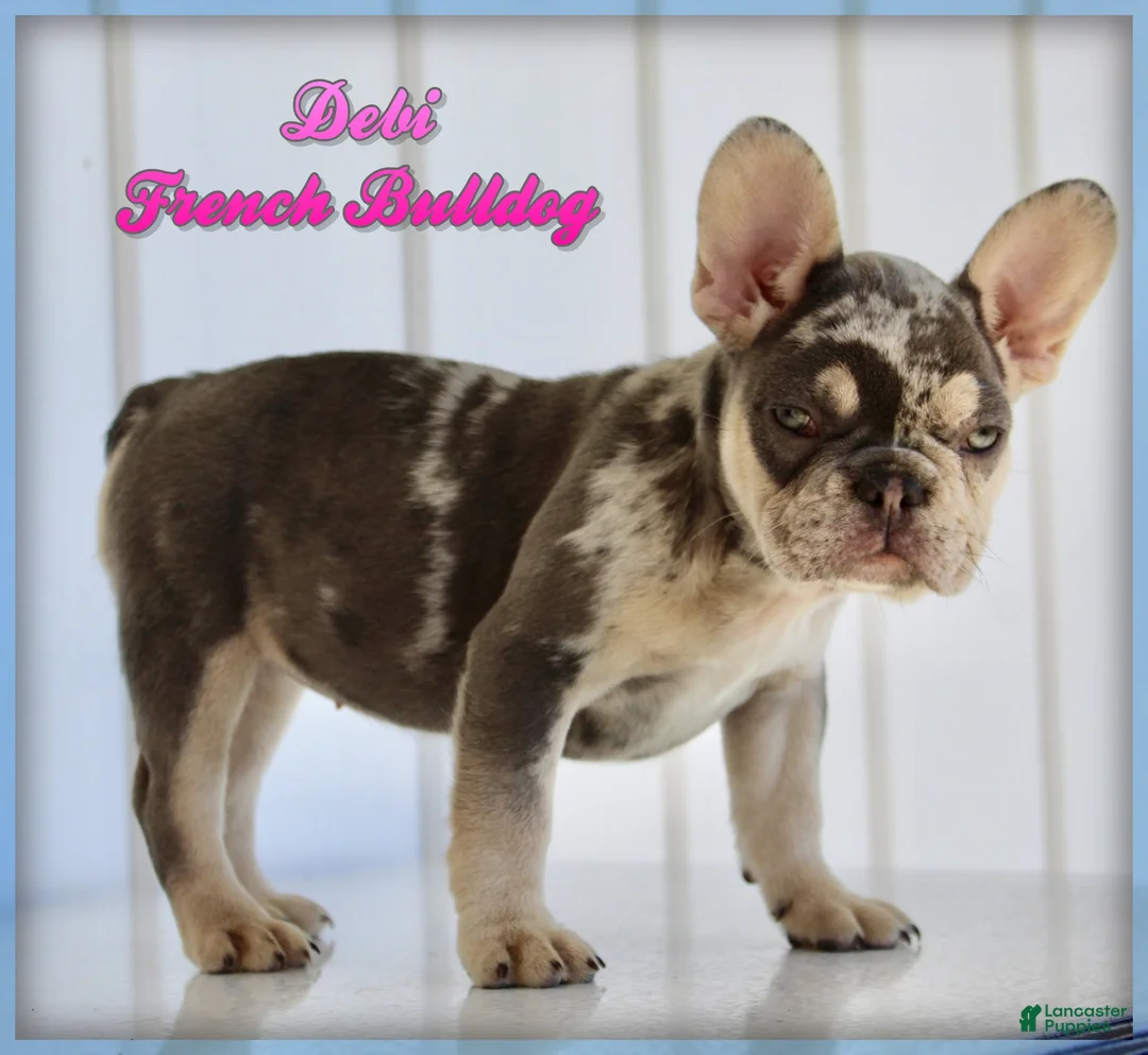 French Bulldog dogs for sale: Debi - Ad 1