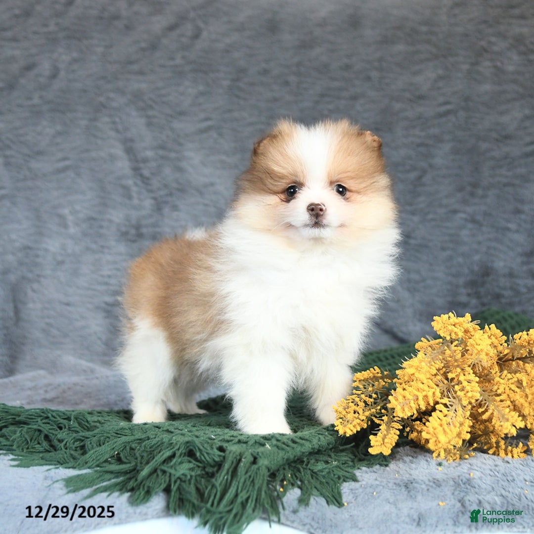 Pomeranian dogs for sale: Elsie - Ad 3