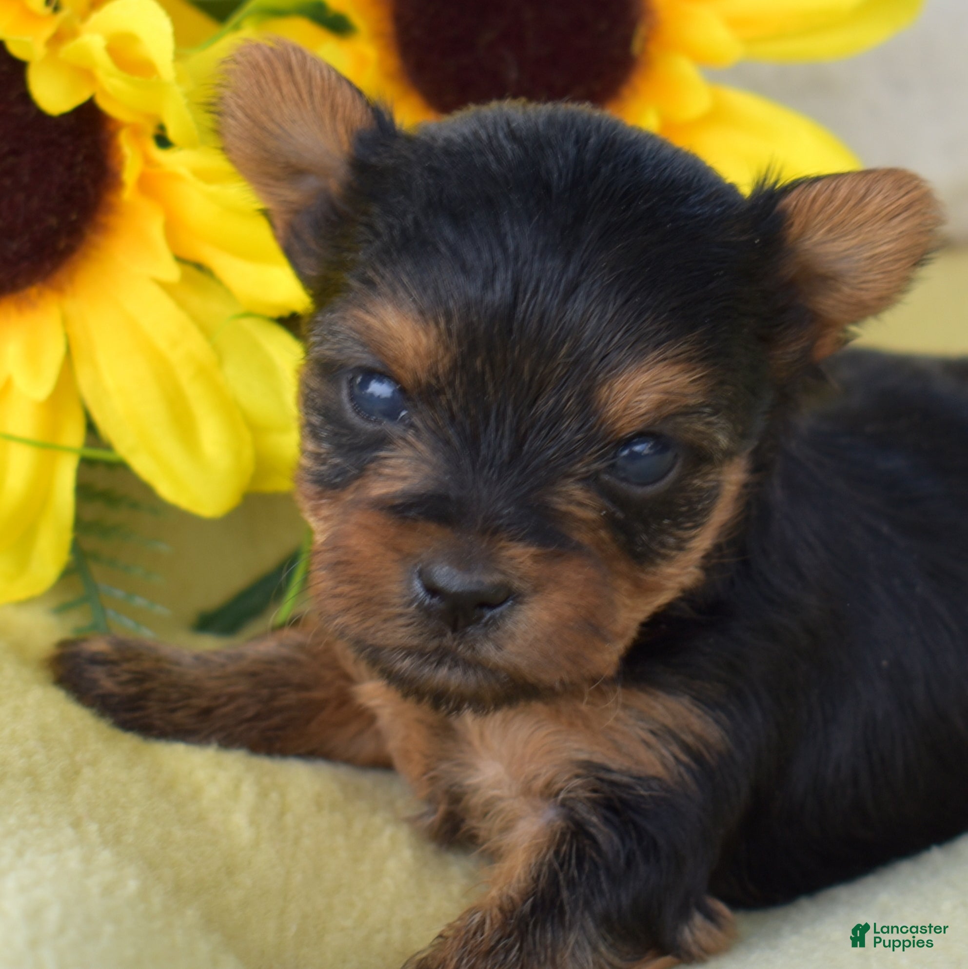 Yorkshire Terrier dogs Yorkshire Terrier 4 - Ad 1