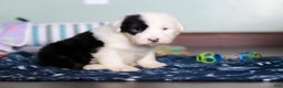 Old English Sheepdog dogs for sale: Austin - Ad 2