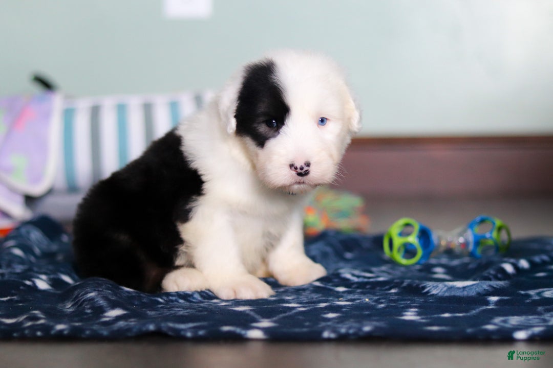 Old English Sheepdog dogs for sale: Austin - Ad 2