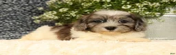 Havapoo dogs for sale: Snickers - Ad 4
