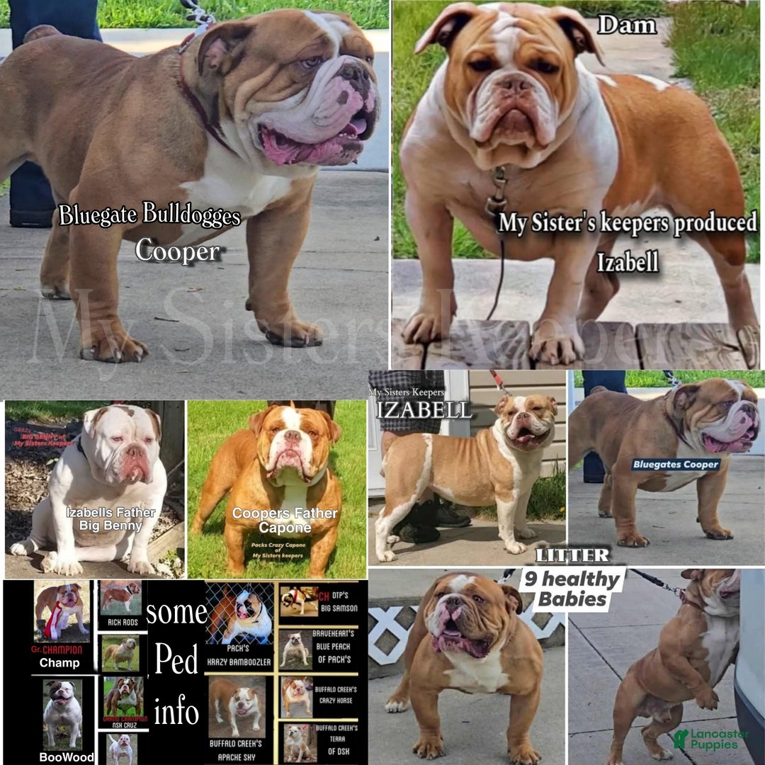 Olde English Bulldogge dogs for sale: Olde English Bulldogge Puppy 1 - Ad 8