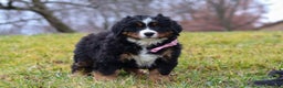 Bernese Mountain Dog dogs for sale: Sadie - Ad 5