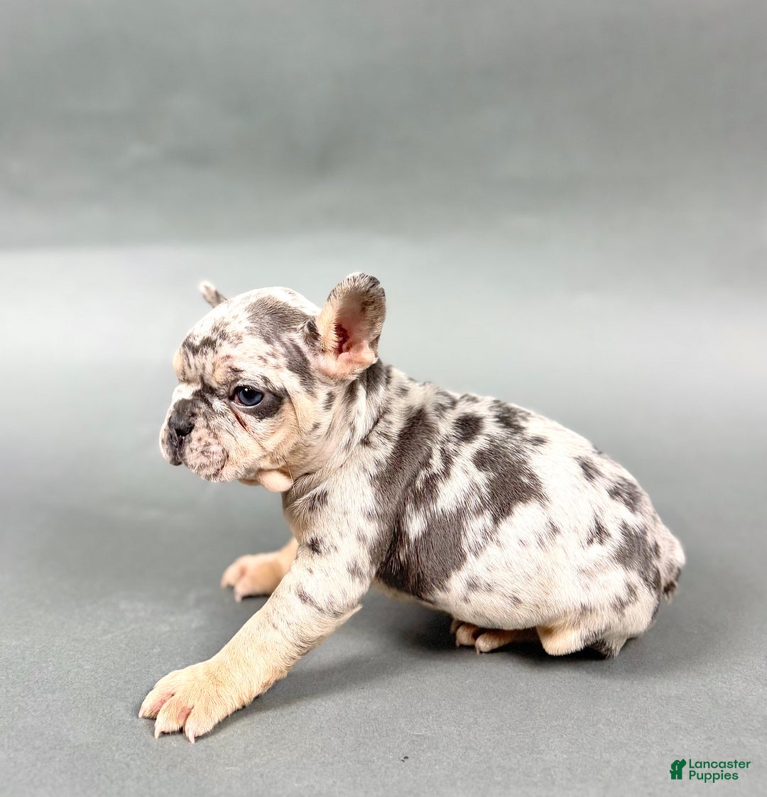 French Bulldog dogs for sale: Denver - Ad 1