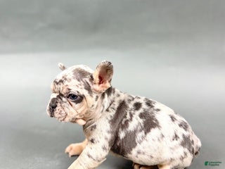 French Bulldog dogs Denver - Ad 2